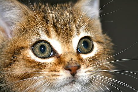 orange tabby kitten's face thumbnail