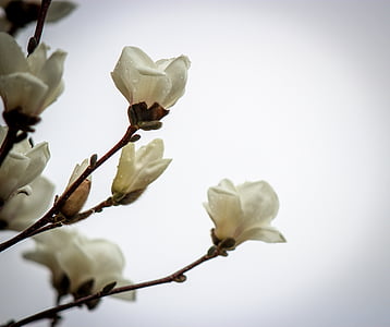 white petaled flowers closeup photography thumbnail