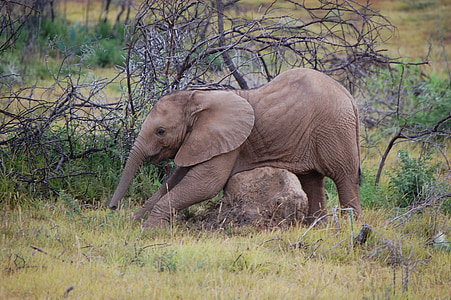 brown elephant beside bare plant thumbnail