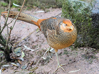 brown and black pheasant standing beside brown rock thumbnail