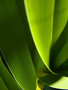 green leafed plant thumbnail