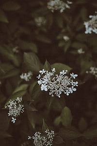 closeup photography of white petaled flower thumbnail