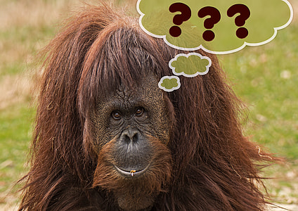 brown monkey with ??? text overlay thumbnail