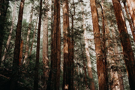 brown tree forest thumbnail