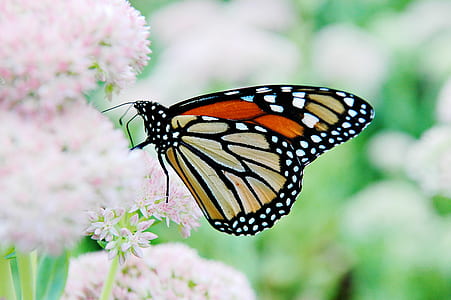 macro shot photography of brown and black monarch butterfly thumbnail