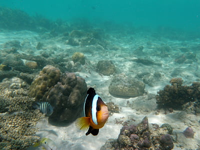 white and brown fish thumbnail