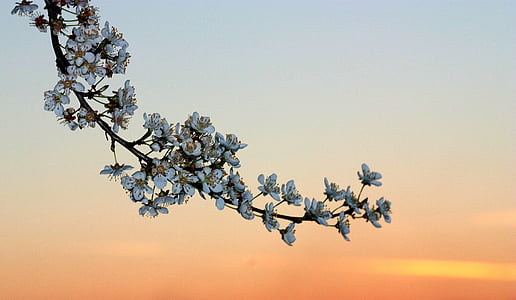 white flowers under sunset thumbnail