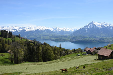 green grass field thumbnail