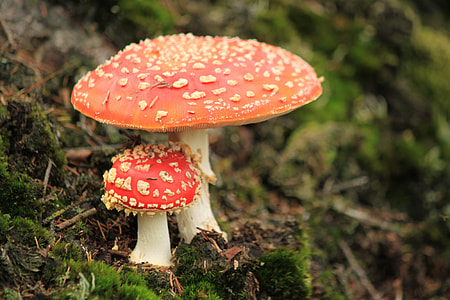photography of red and beige mushroom thumbnail