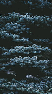 green leaf three in macro shot photography thumbnail