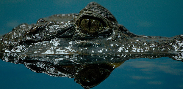 green alligator eyes on body of water thumbnail