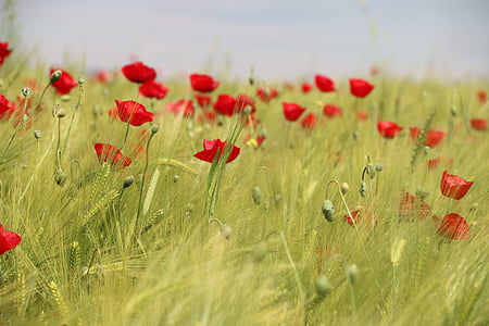 field of red petaled flowers in bloom thumbnail