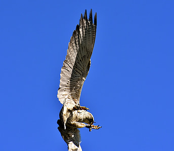 Falcon, Bird Of Prey thumbnail