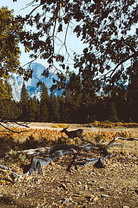 black deer on wood log thumbnail