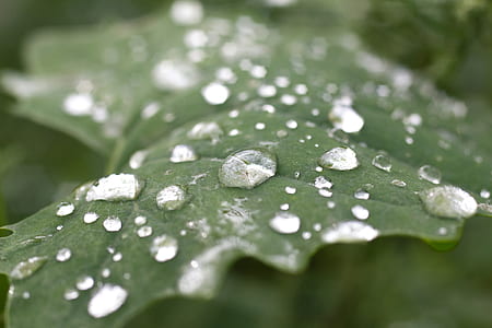 nature, water, leaf, dew thumbnail