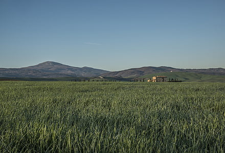 green grass field thumbnail