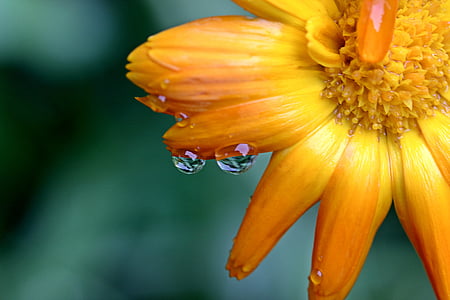 selective focus photography of yellow petaled flower thumbnail