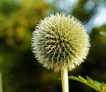 green flower bud thumbnail