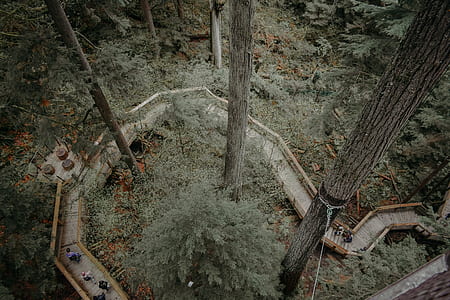 top view of stairs surrounded by trees thumbnail