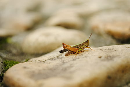 brown grasshopper on stone thumbnail