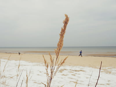 brown grass thumbnail