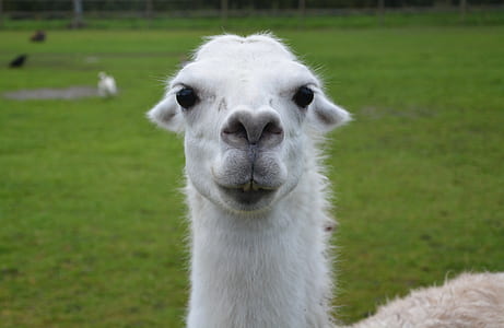 closeup photography of llama outdoor thumbnail
