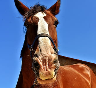 brown horse with black leather strap thumbnail