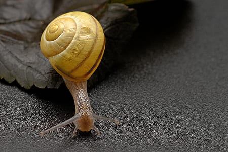 photo of snail on black surface thumbnail