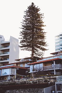 Tree Near High-rise Building thumbnail