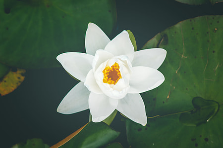 closeup photo of white waterlily flower thumbnail