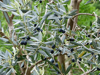blueberry fruits hanging on tree thumbnail