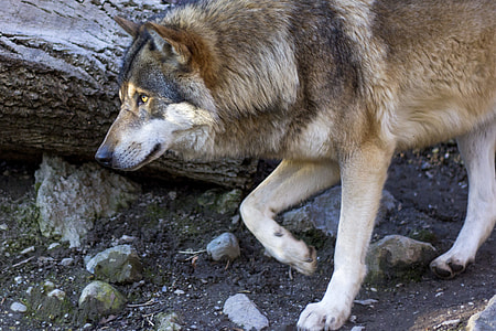 close up photograph of brown wolf thumbnail
