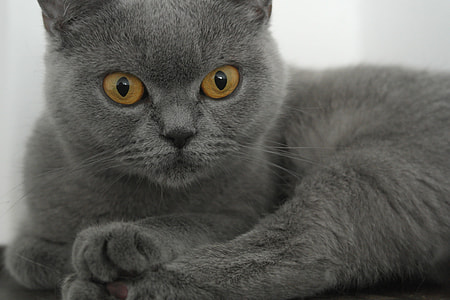 gray cat near white wall thumbnail