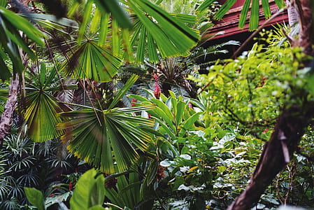 green leaf trees thumbnail