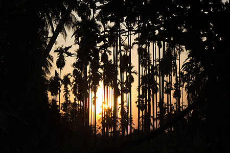 silhouette golden hour photography of bush of coconut tree thumbnail