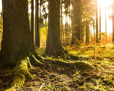 forest trees during daytime photography thumbnail