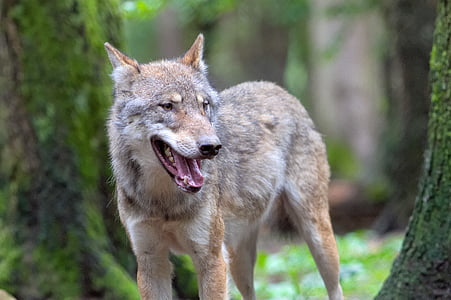 closeup photography of brown wolf thumbnail