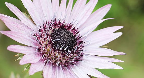 closeup photo of white petaled flower thumbnail