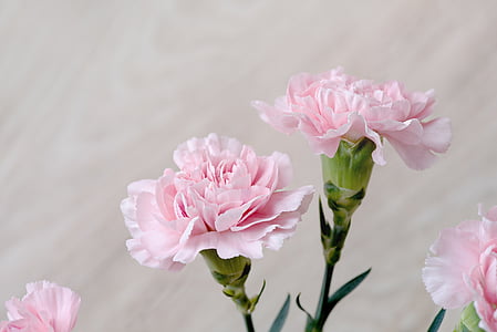 close-up photography of pink petaled flowers thumbnail