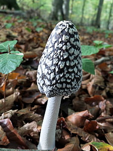 white and black mushroom surrounded by dry tree leaves thumbnail