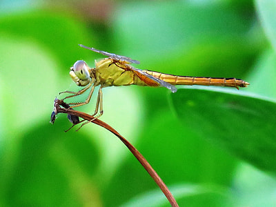selective focus photography of Wondering Glider thumbnail