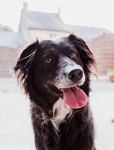 focus photo of black and white dog during daytime thumbnail