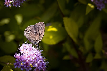 meadow brown butterfly on purple cluster flowers thumbnail