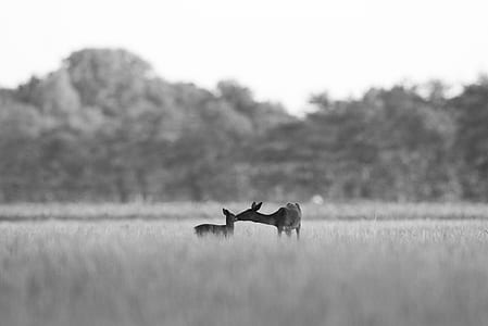 two deer surrounded by grass thumbnail