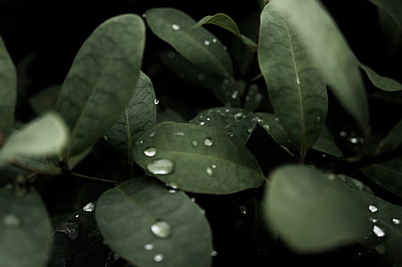 close-up photography of water dew on leaf thumbnail