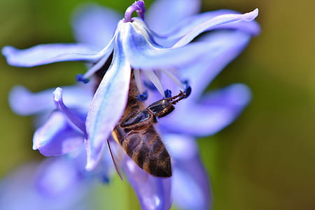 closeup photo of brown honeybee in purple petaled flower at daytime thumbnail