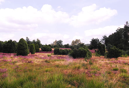 scenery of plain field thumbnail