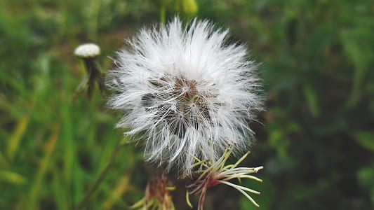 White Dandelion Flower thumbnail