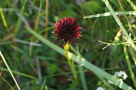 Black Cabbage Roses, Nigritella Nigra thumbnail