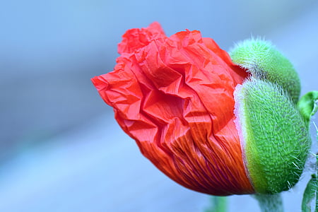 selective focus photo of red poppy bud thumbnail